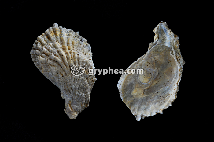 Huitre fossile - gryphea.com